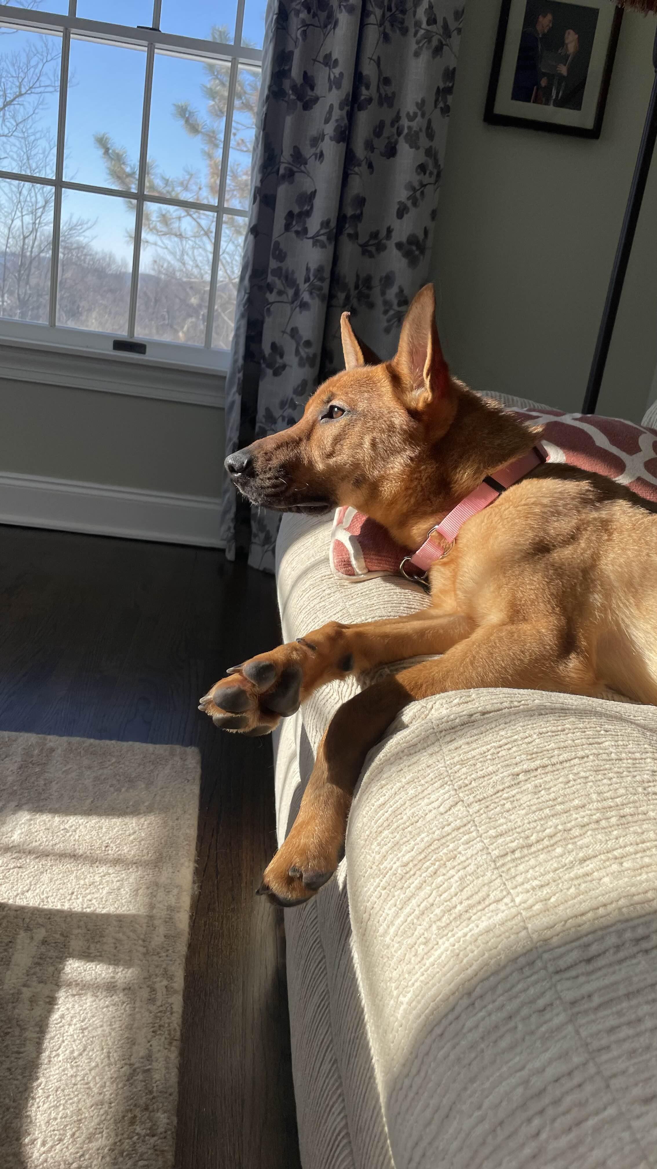 Enlarge Bonnie, a ADOPTABLE German Shepherd Dog in Millburn, NJ image 3/5