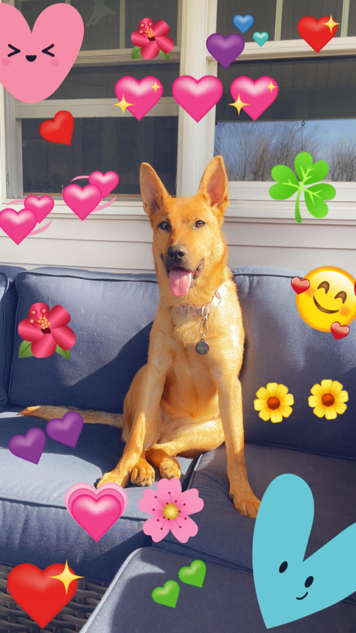 Bonnie, a ADOPTABLE German Shepherd Dog in Millburn, NJ image 1/6