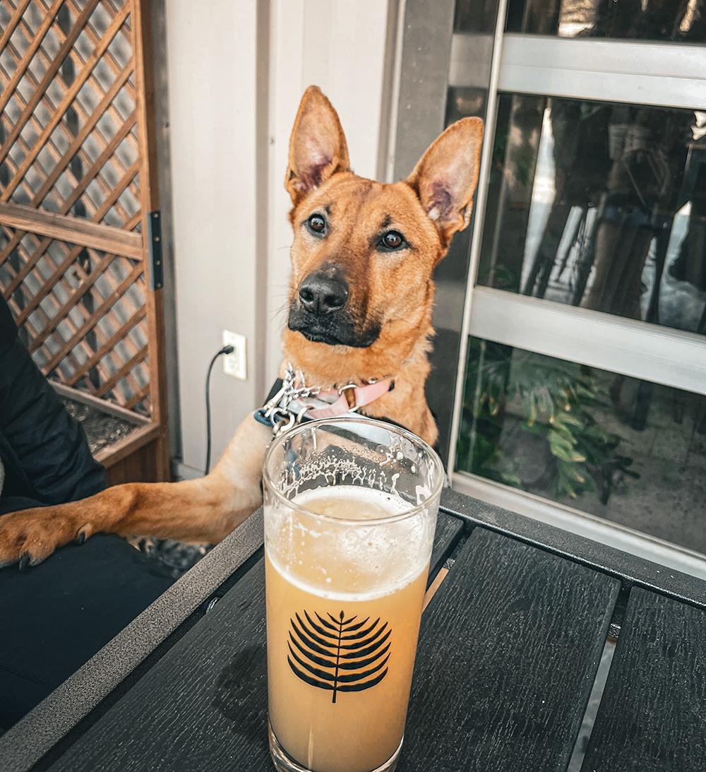 Bonnie, ADOPTABLE, Young Female German Shepherd Dog.