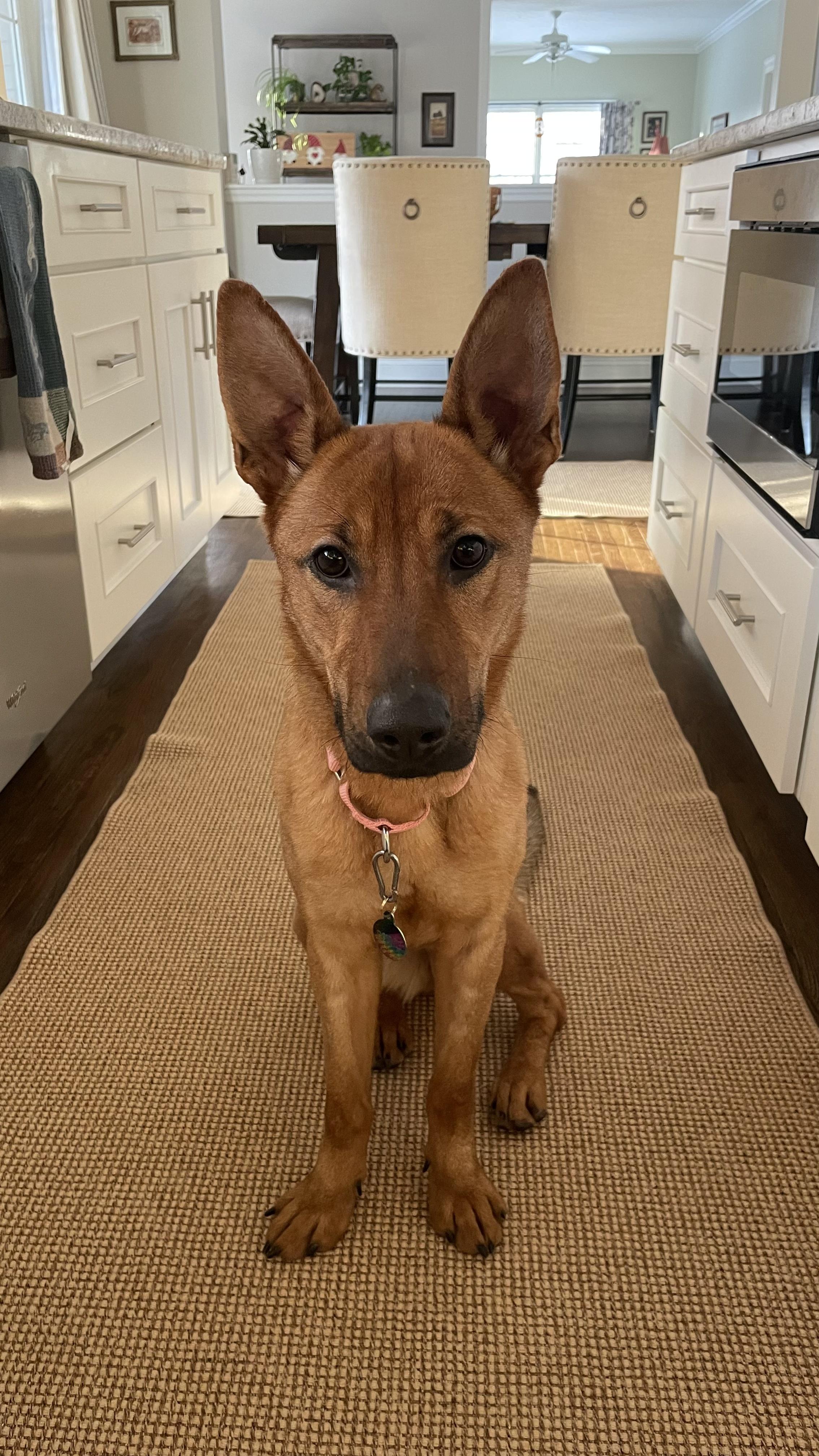 Enlarge Bonnie, a ADOPTABLE German Shepherd Dog in Millburn, NJ image 2/5