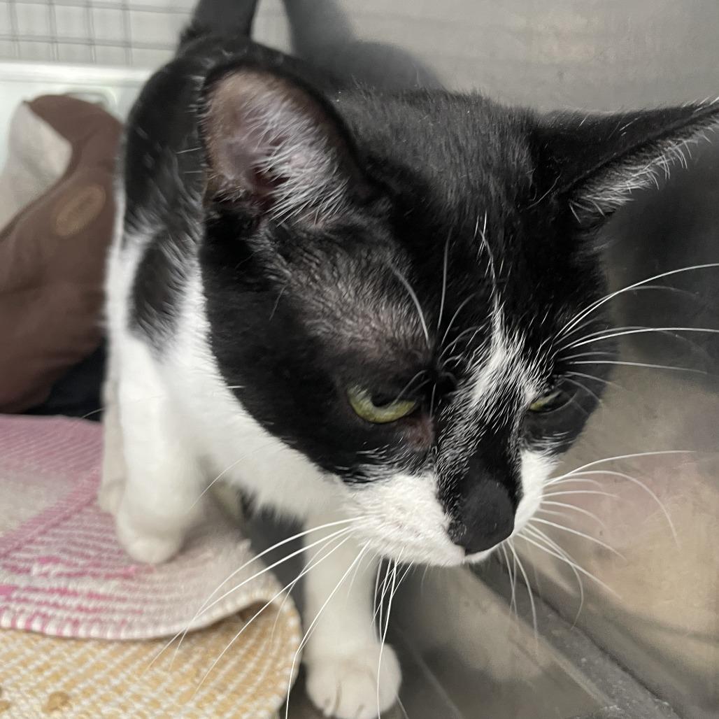 Oreo, Adoptable, Adult Female Domestic Short Hair.