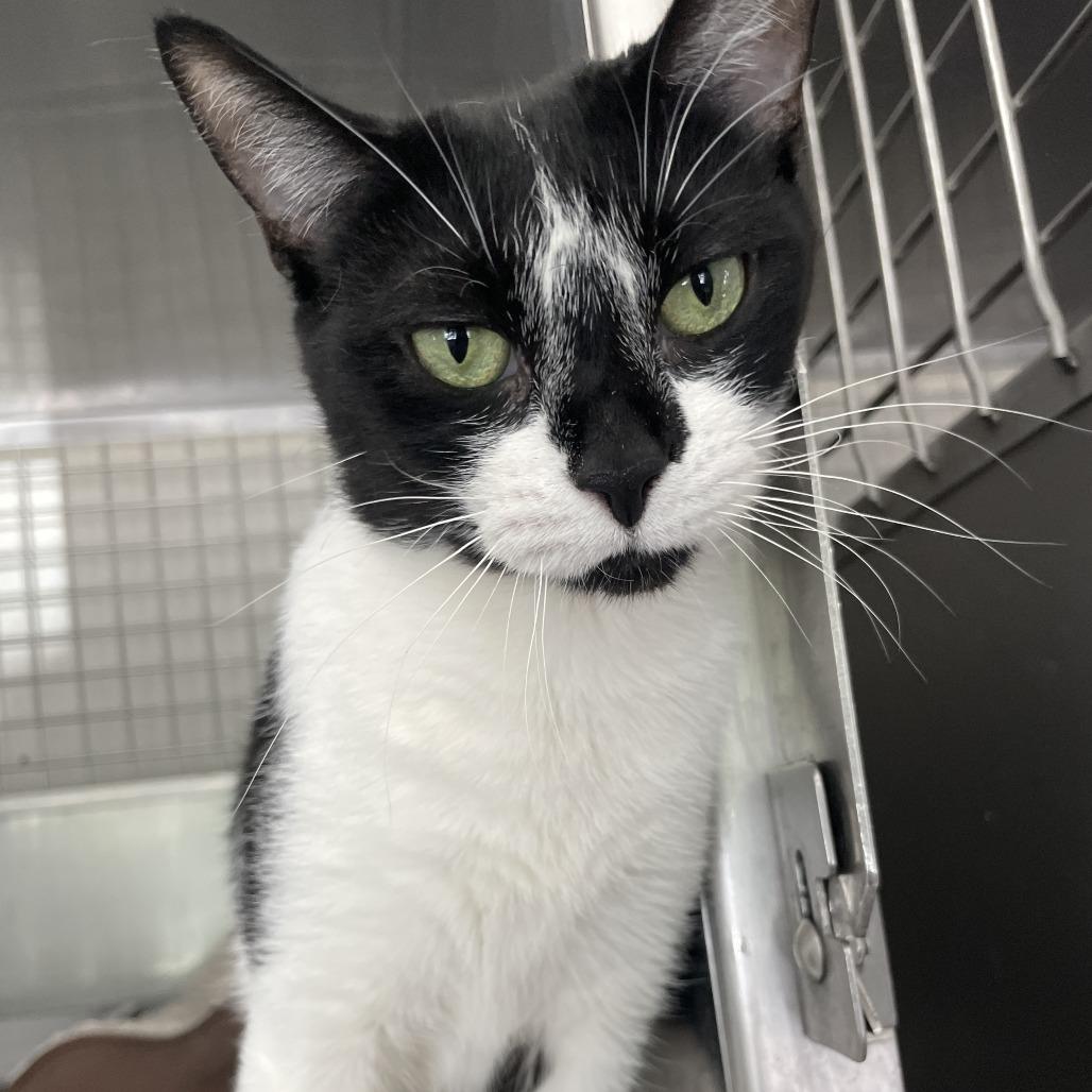 Oreo, a Adoptable Domestic Short Hair in Rossville, GA image 3/6