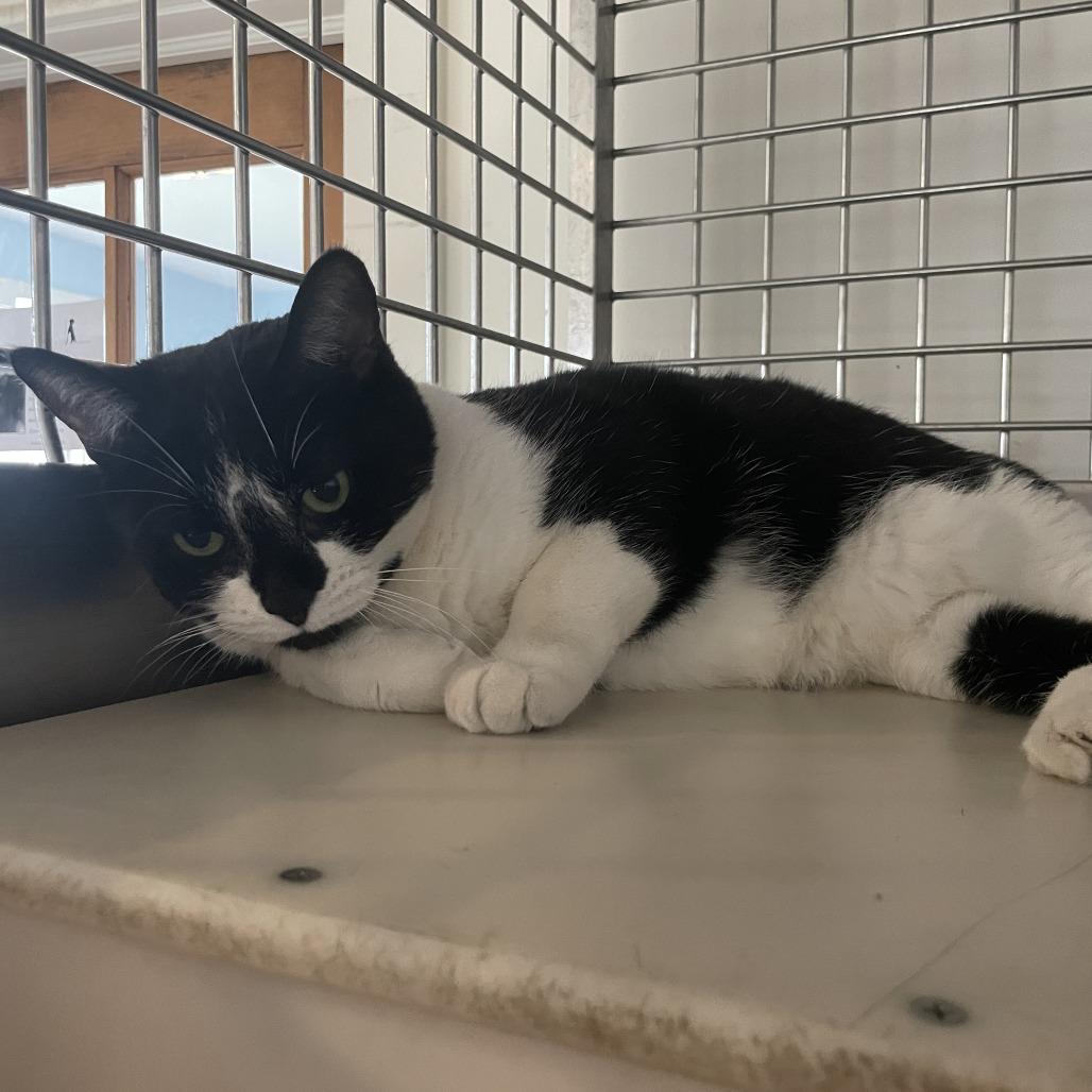 Oreo, a Adoptable Domestic Short Hair in Rossville, GA image 5/6