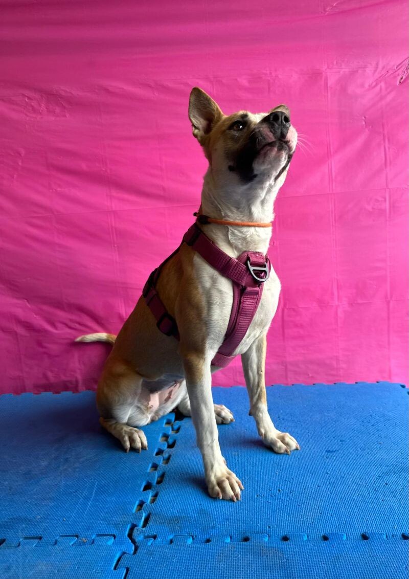 Reese — thumbnail 3