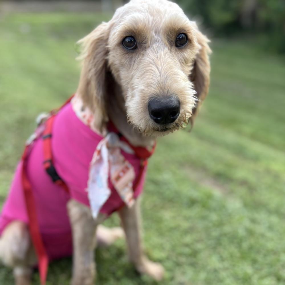 Samantha, Adoptable, Puppy Female Labradoodle.