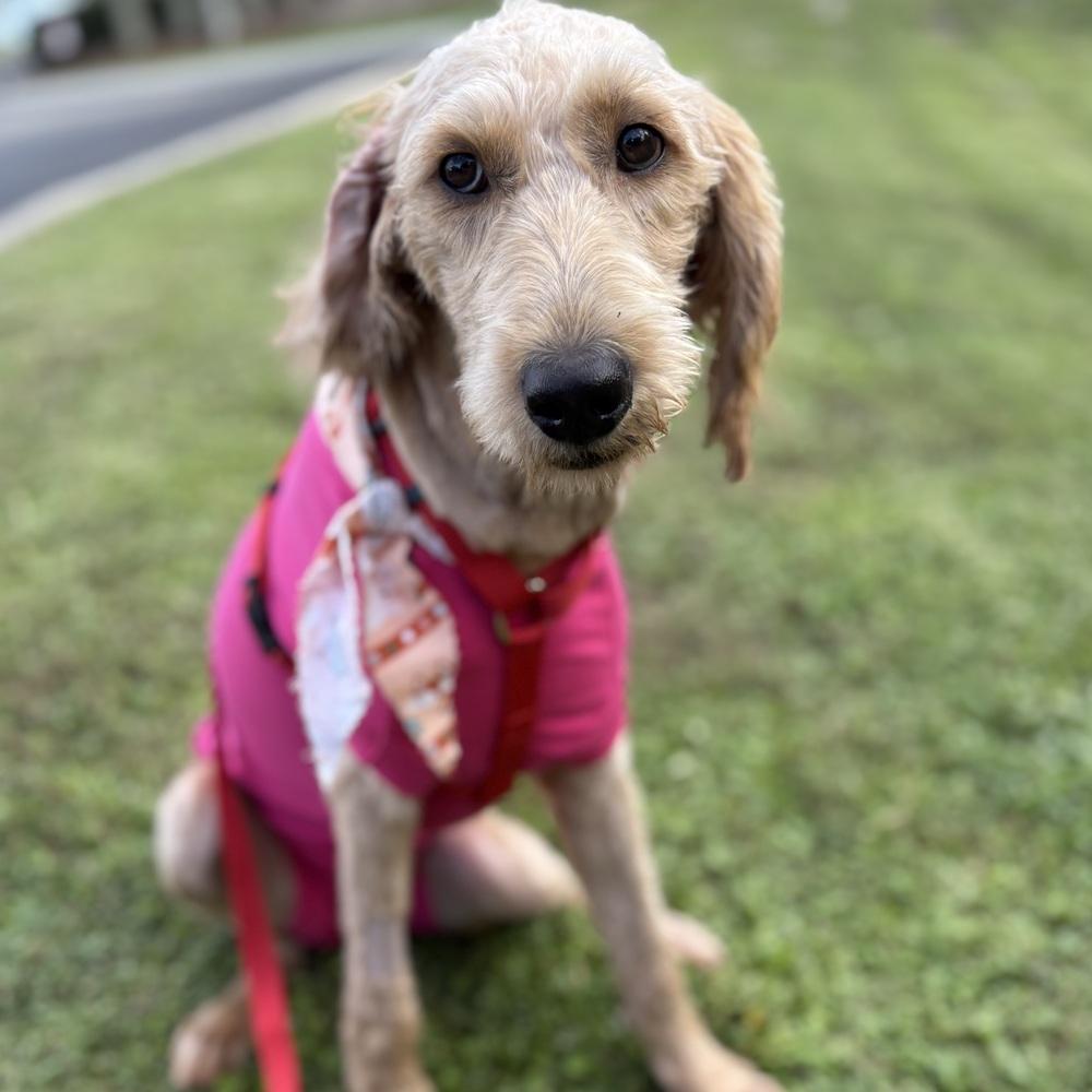 Enlarge Samantha, a Adoptable Labradoodle in Orlando, FL image 2/6