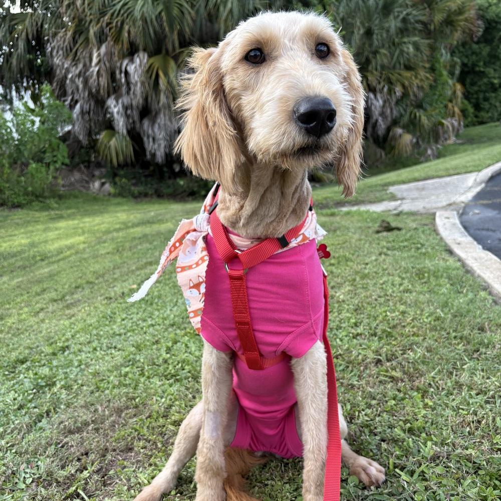 Enlarge Samantha, a Adoptable Labradoodle in Orlando, FL image 3/6