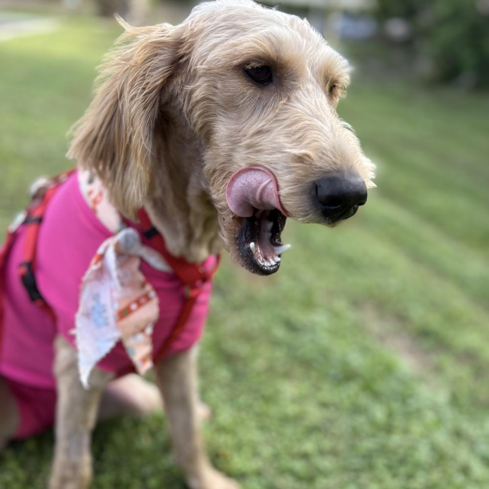 Enlarge Samantha, a Adoptable Labradoodle in Orlando, FL image 4/6