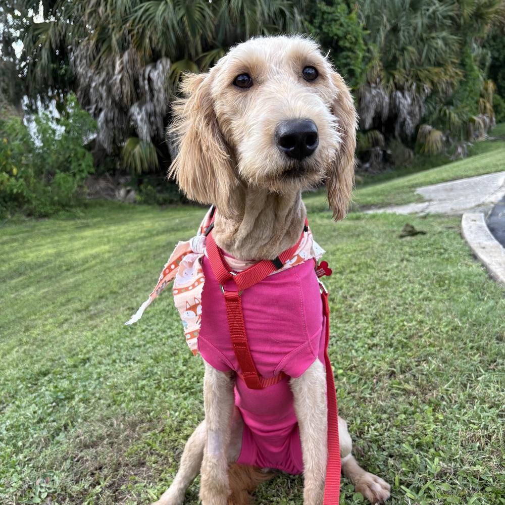 Enlarge Samantha, a Adoptable Labradoodle in Orlando, FL image 5/6