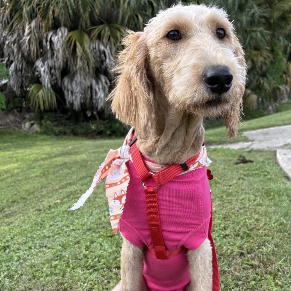 Enlarge Samantha, a Adoptable Labradoodle in Orlando, FL image 6/6