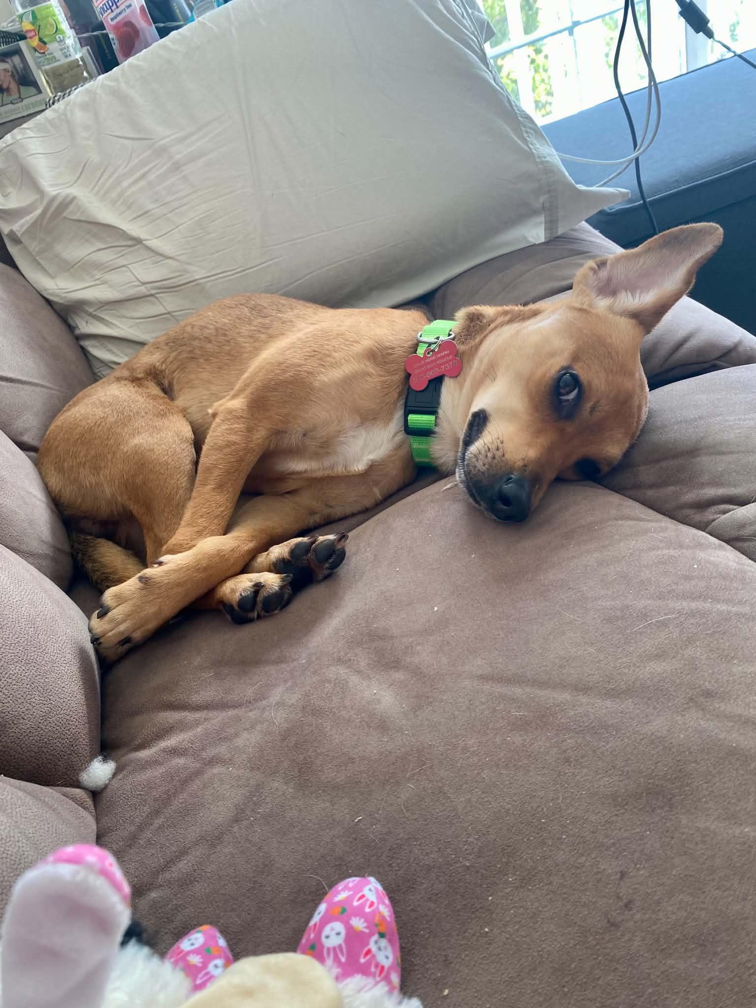 Puddles, Adoptable, Adult Female Chihuahua.