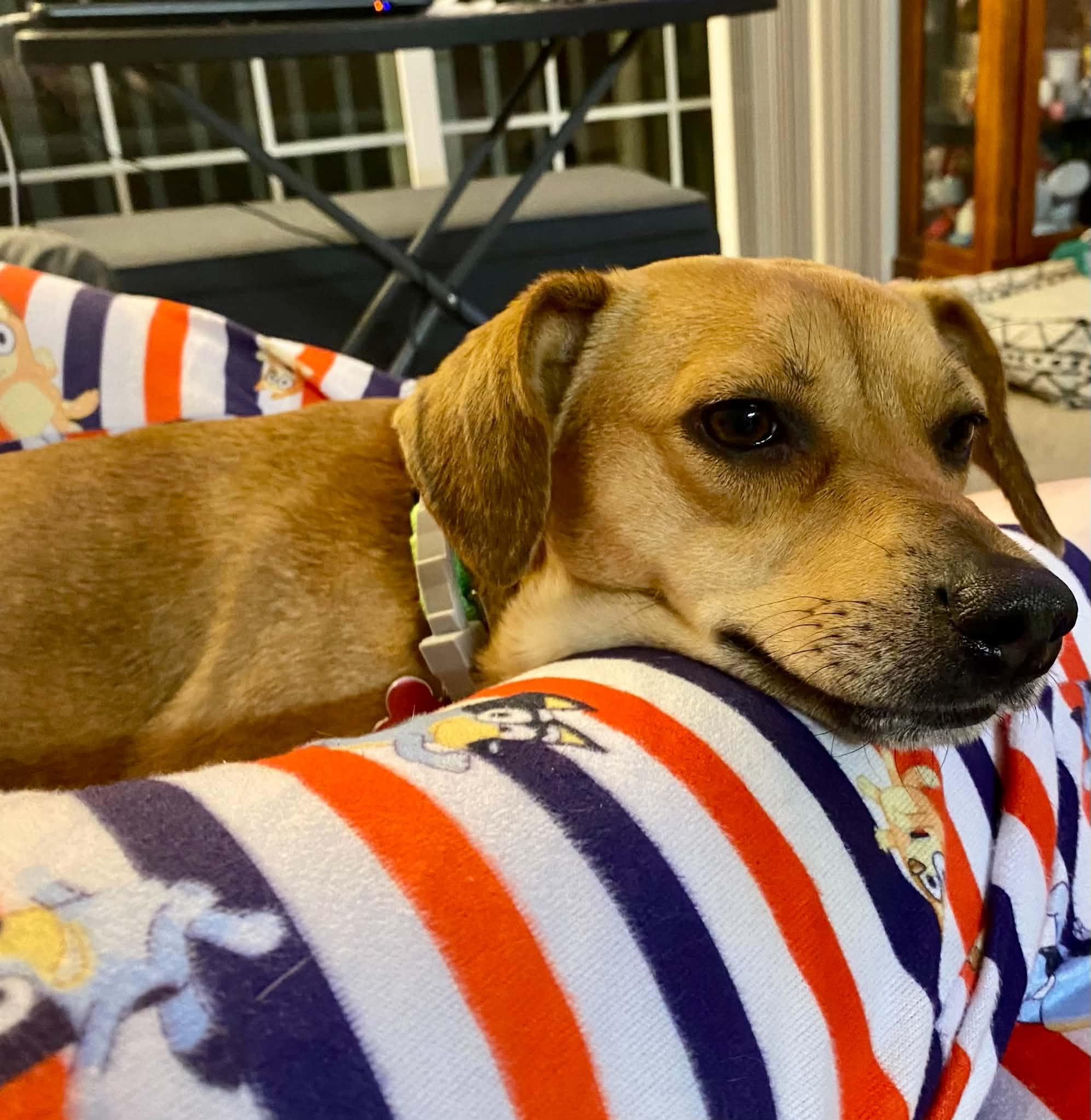 Enlarge Puddles, a Adoptable mixed breed in Succasunna, NJ image 5/6