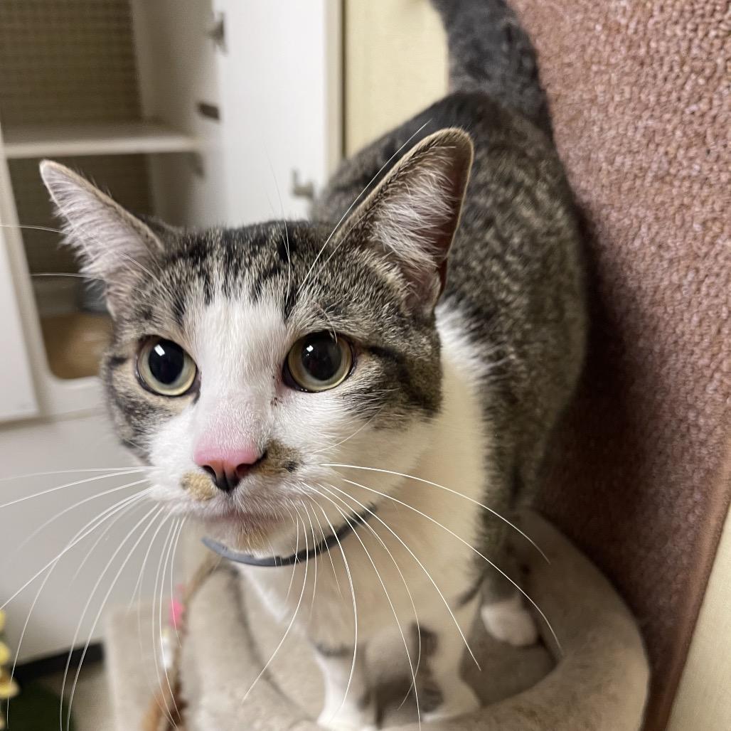 Enlarge Cam, a Adoptable Domestic Short Hair in Tulsa, OK image 1/3