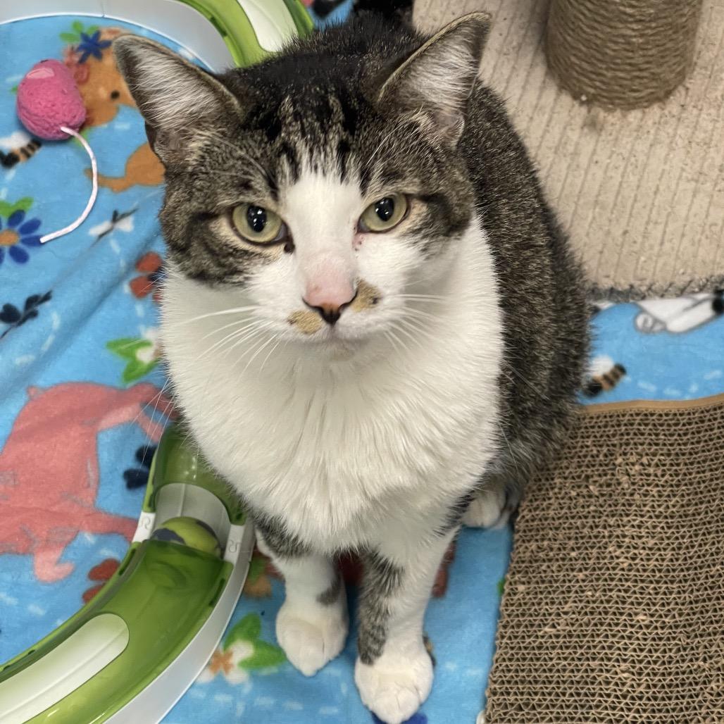 Enlarge Cam, a Adoptable Domestic Short Hair in Tulsa, OK image 2/3