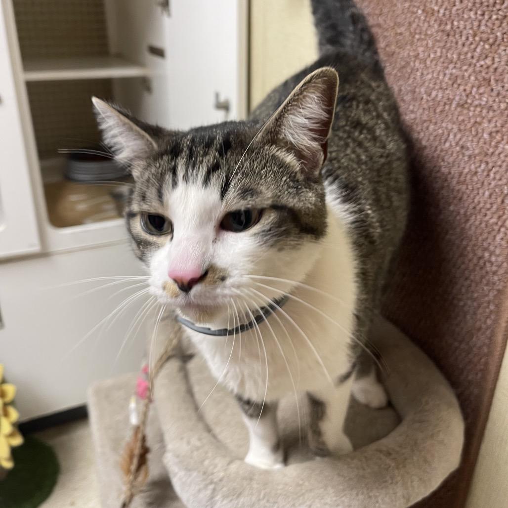 Enlarge Cam, a Adoptable Domestic Short Hair in Tulsa, OK image 3/3