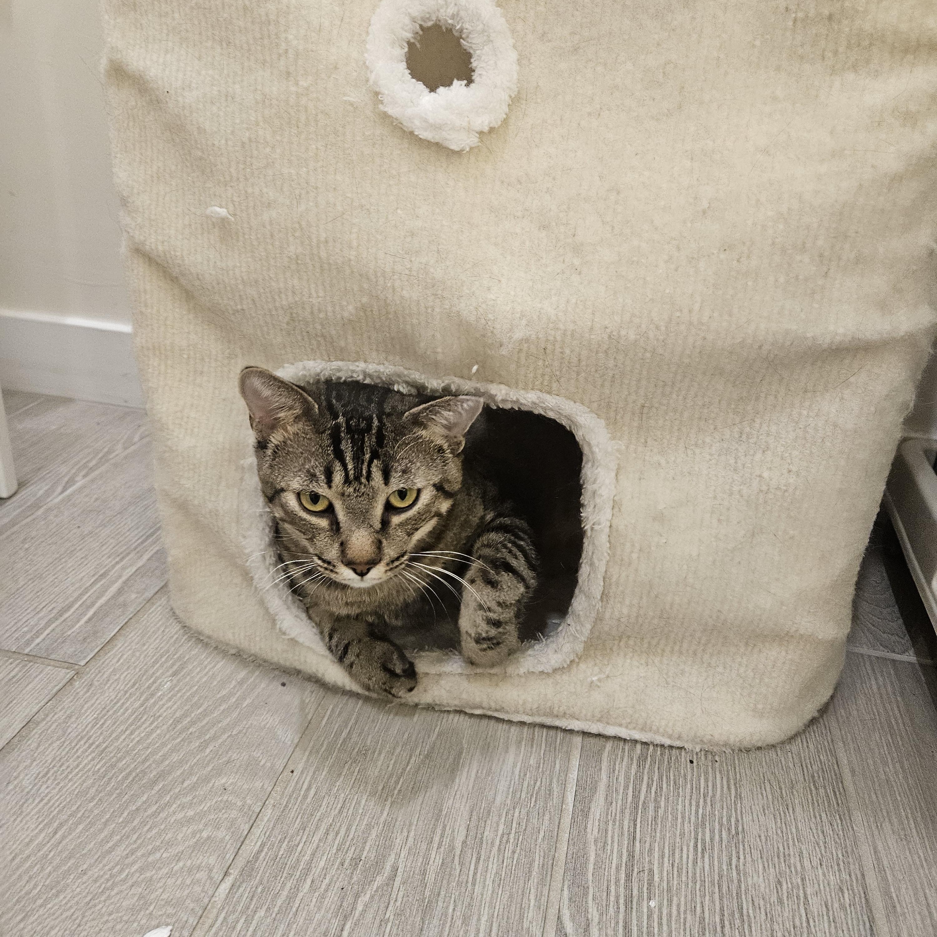 Baloo, a ADOPTABLE Tabby in Peoria, AZ image 2/4