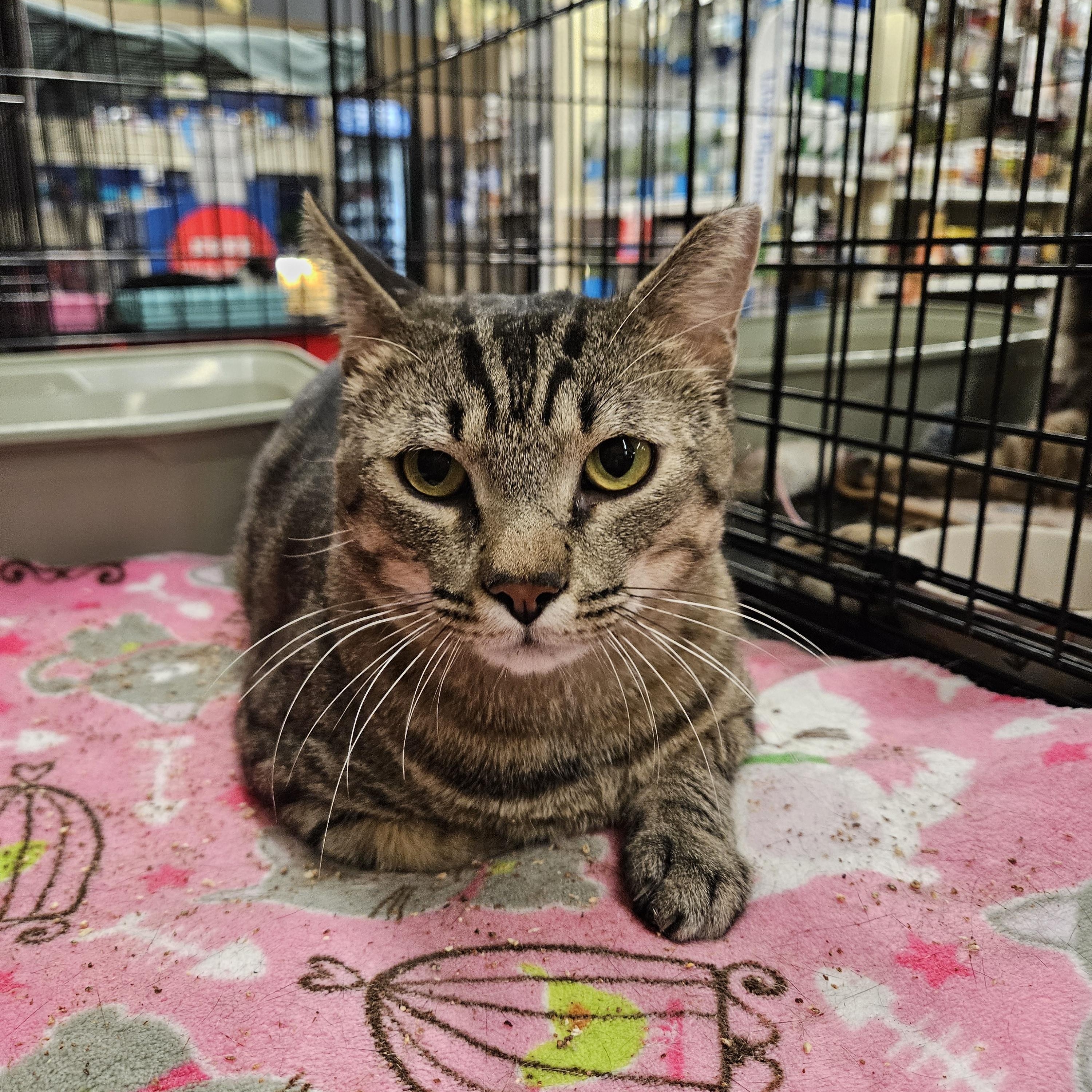 Baloo, ADOPTABLE, Adult Male Tabby.