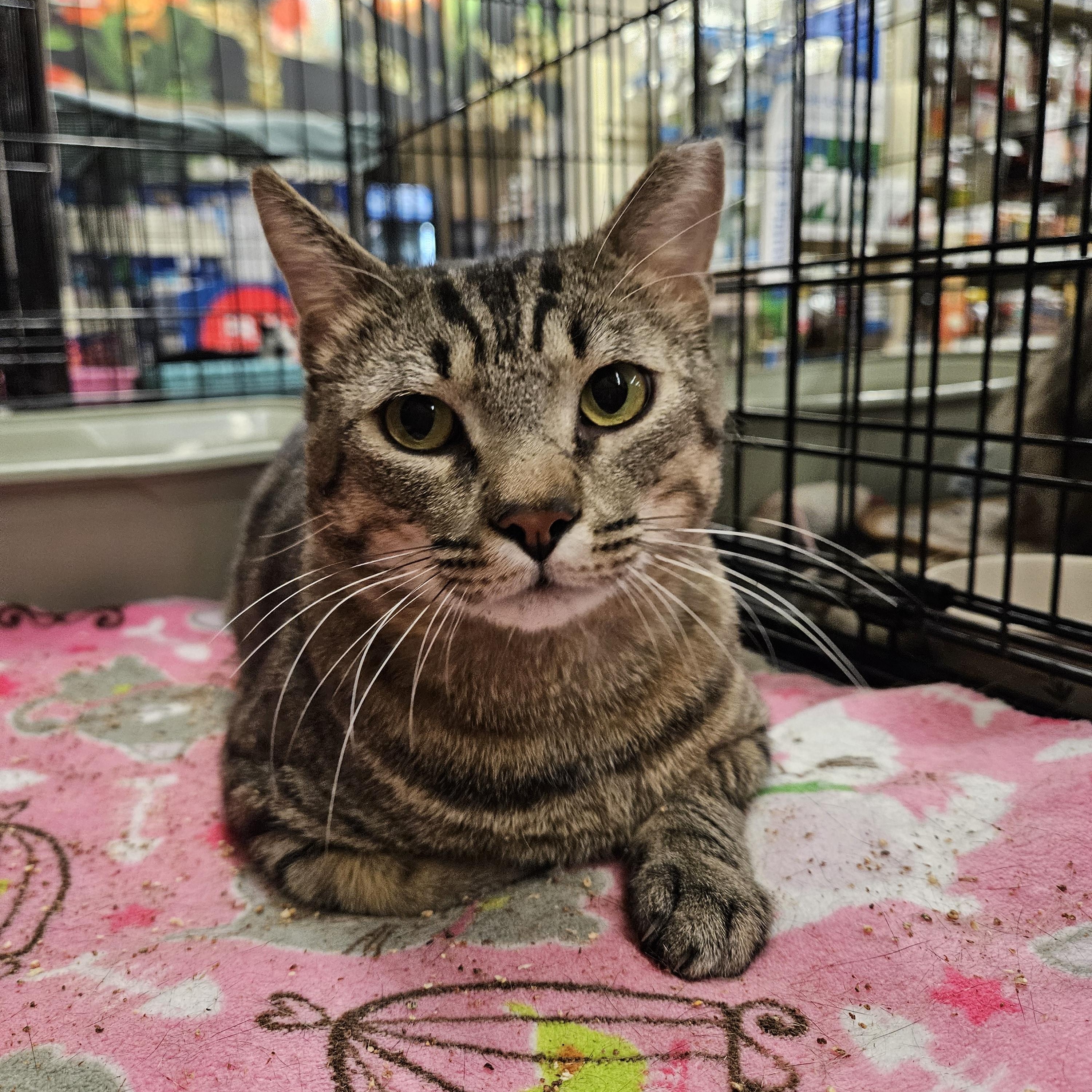 Baloo, a ADOPTABLE Tabby in Peoria, AZ image 4/4