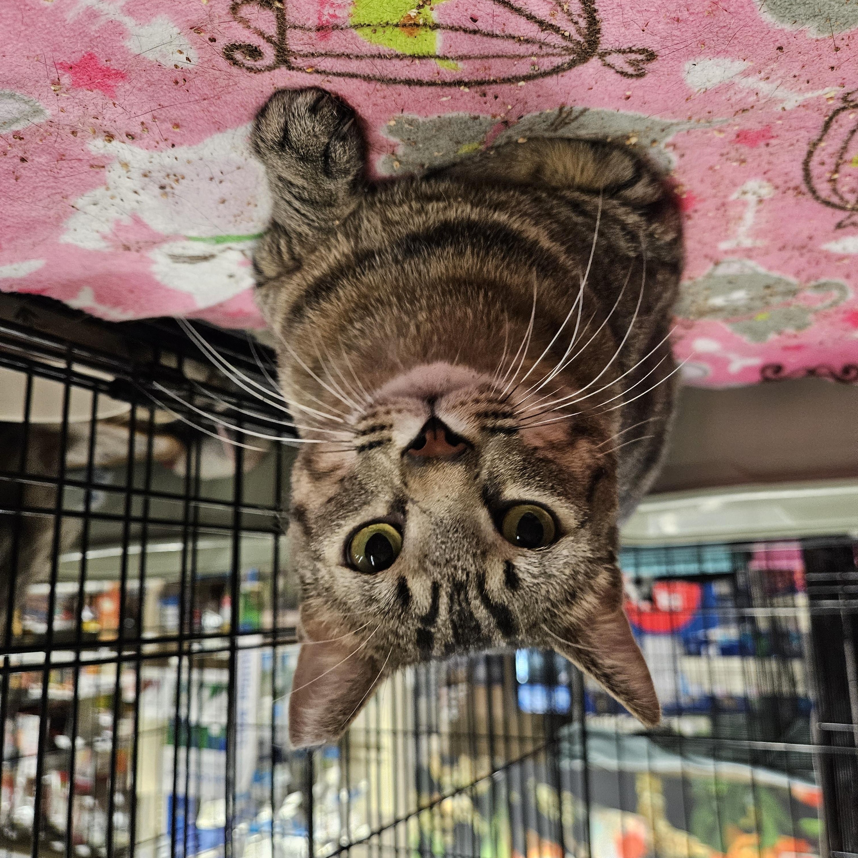 Enlarge Baloo, a ADOPTABLE Tabby in Peoria, AZ image 2/2