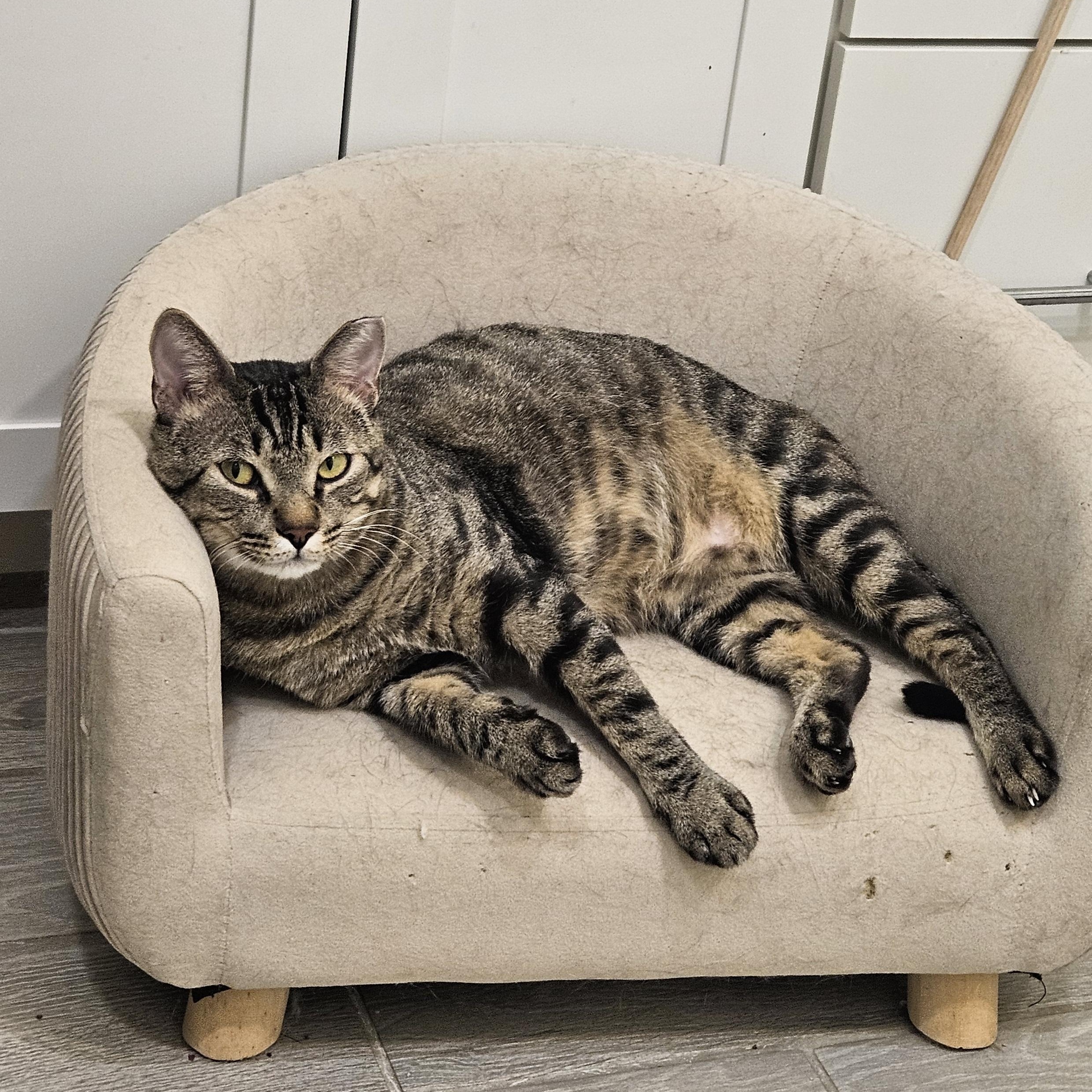 Baloo, ADOPTABLE, Adult Male Tabby.
