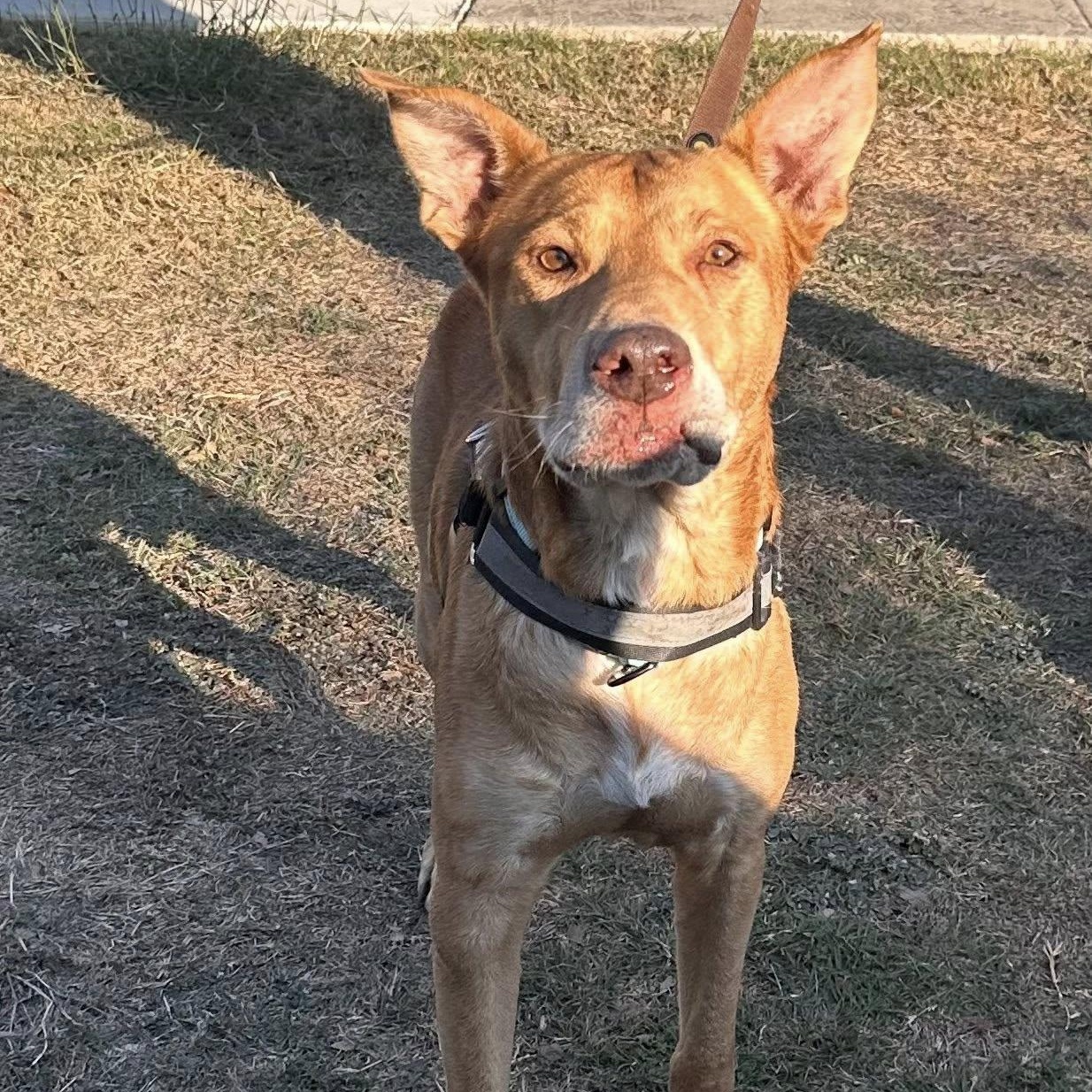 Francis, ADOPTABLE, Adult Male Labrador Retriever.