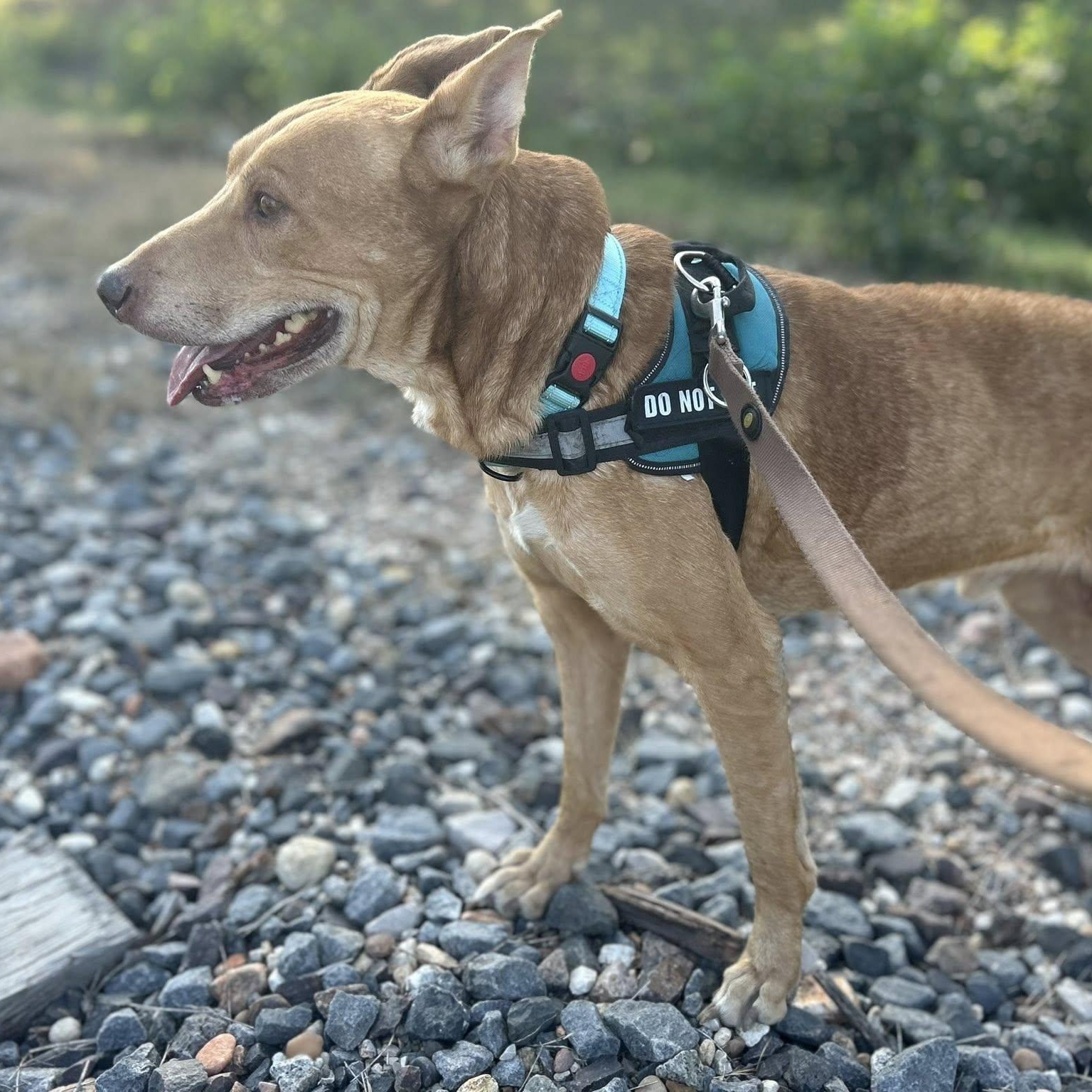 Francis, a hold mixed breed in Williston, VT image 4/4