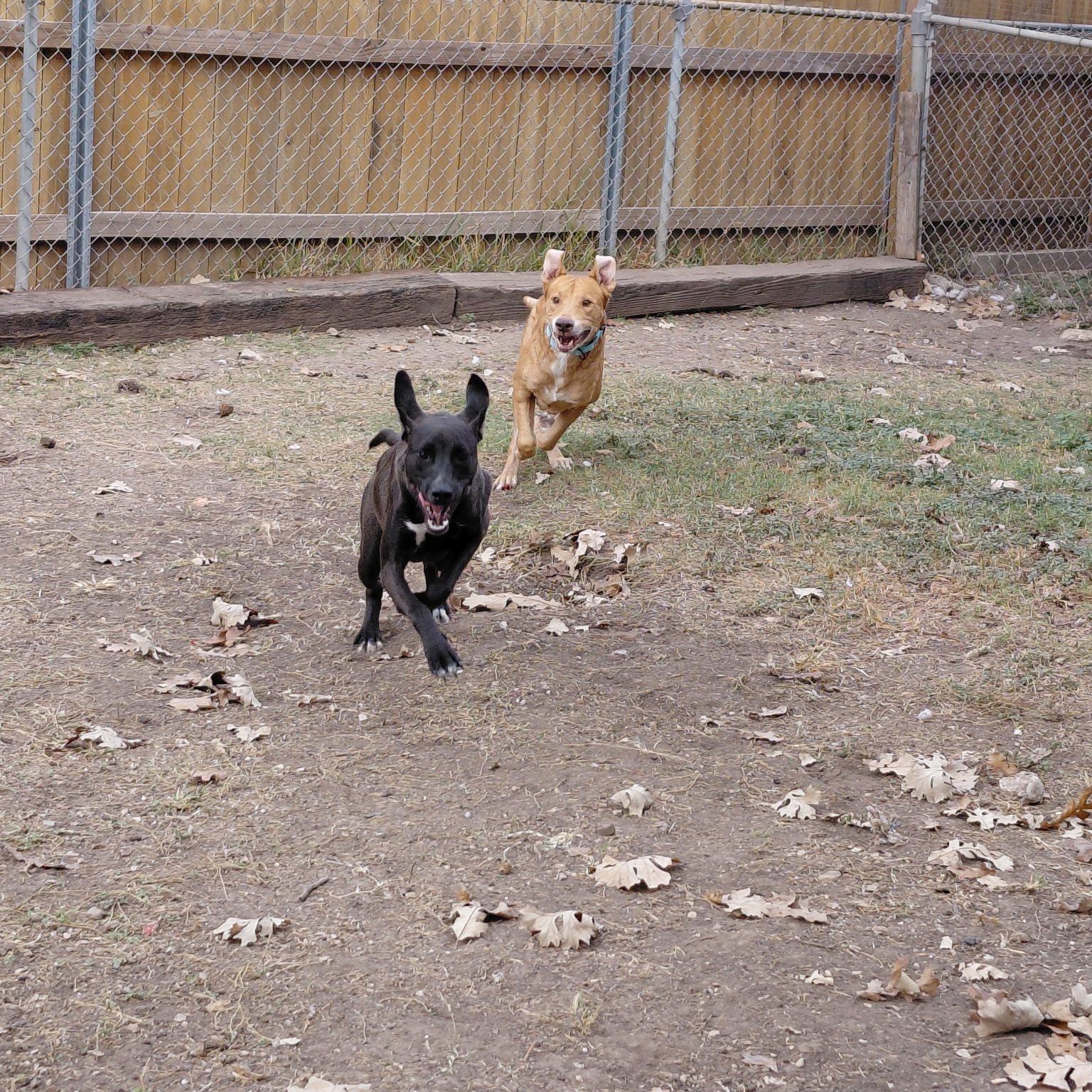 Francis, a hold mixed breed in Williston, VT image 3/4