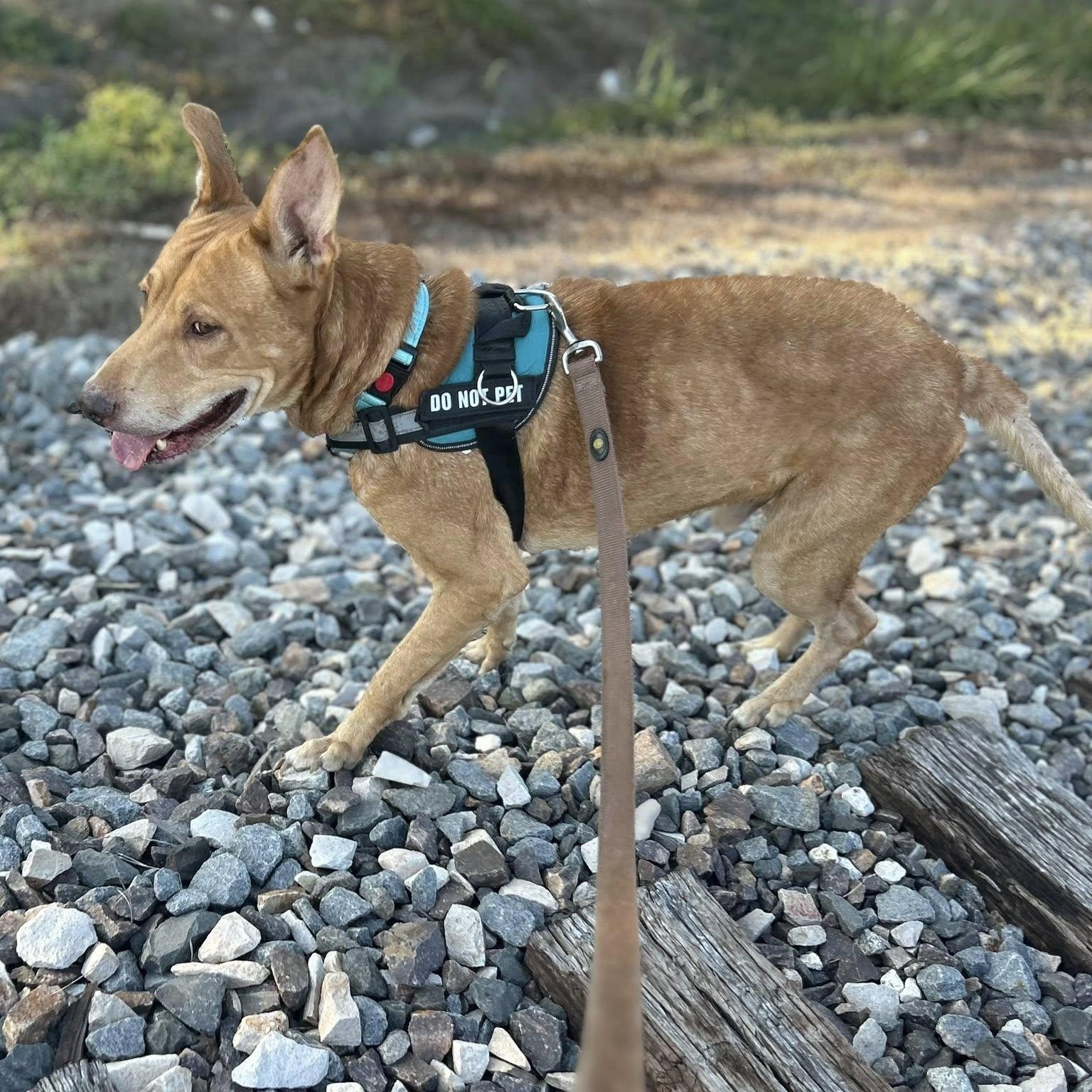 Francis, a hold mixed breed in Williston, VT image 2/4