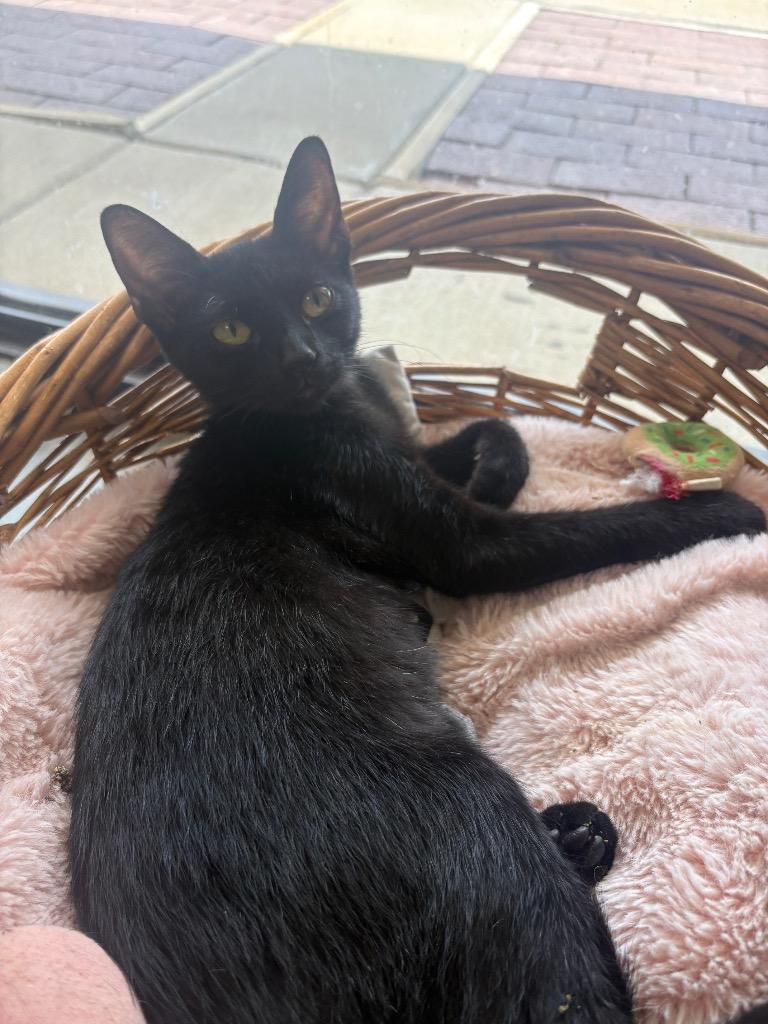 Cinderella, Adoptable, Young Female Domestic Short Hair.