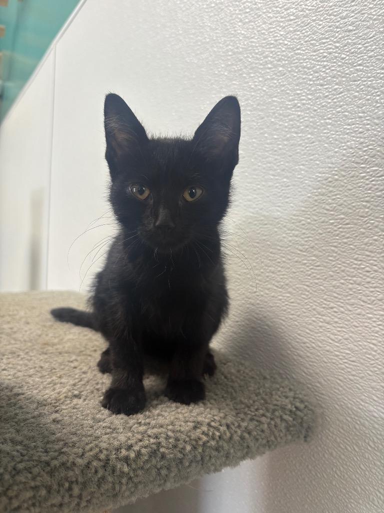 Enlarge Cinderella, a Adoptable mixed breed in Batesville, AR image 1/2