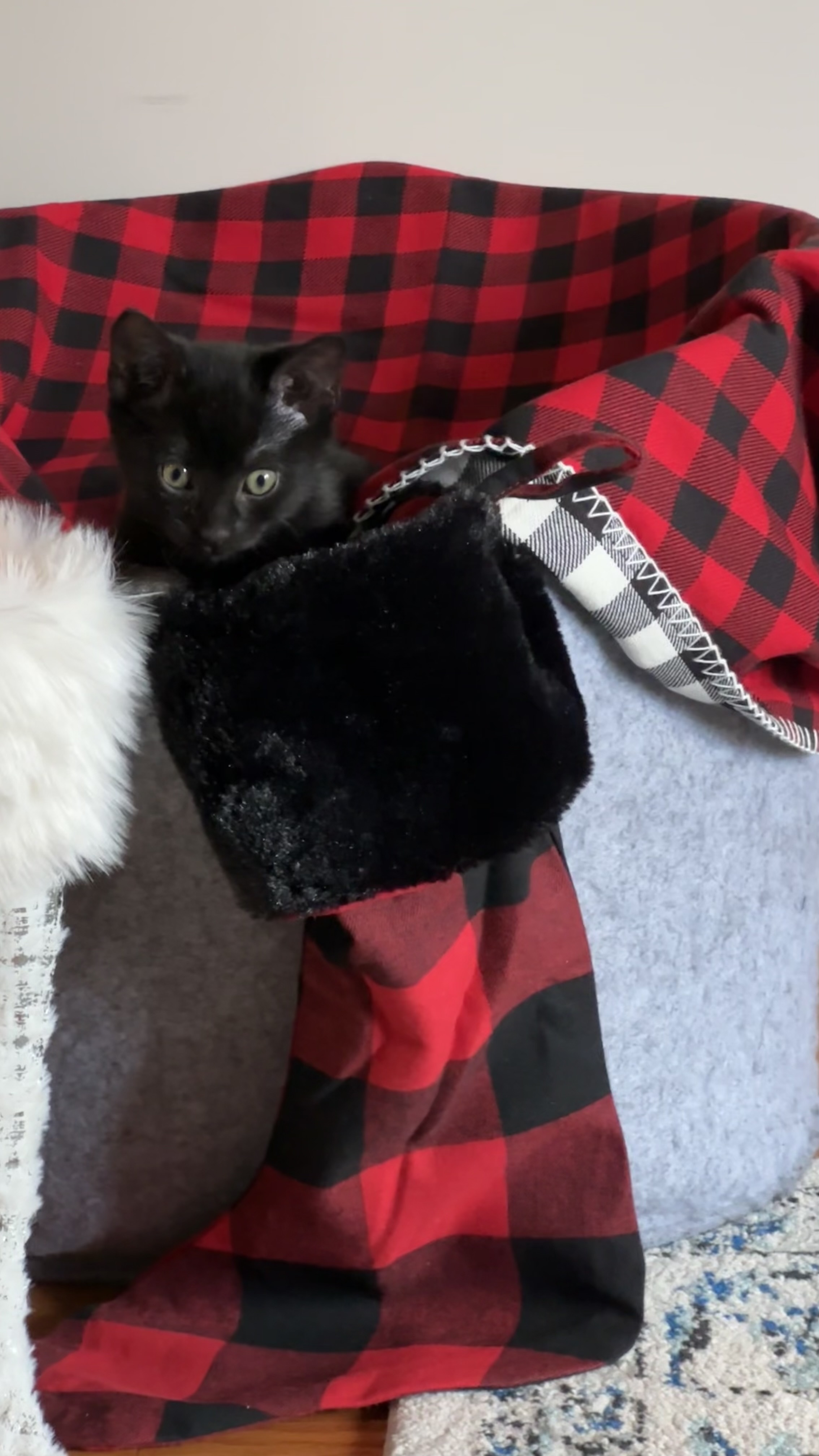 Samson, Adopted, Kitten Male American Shorthair.