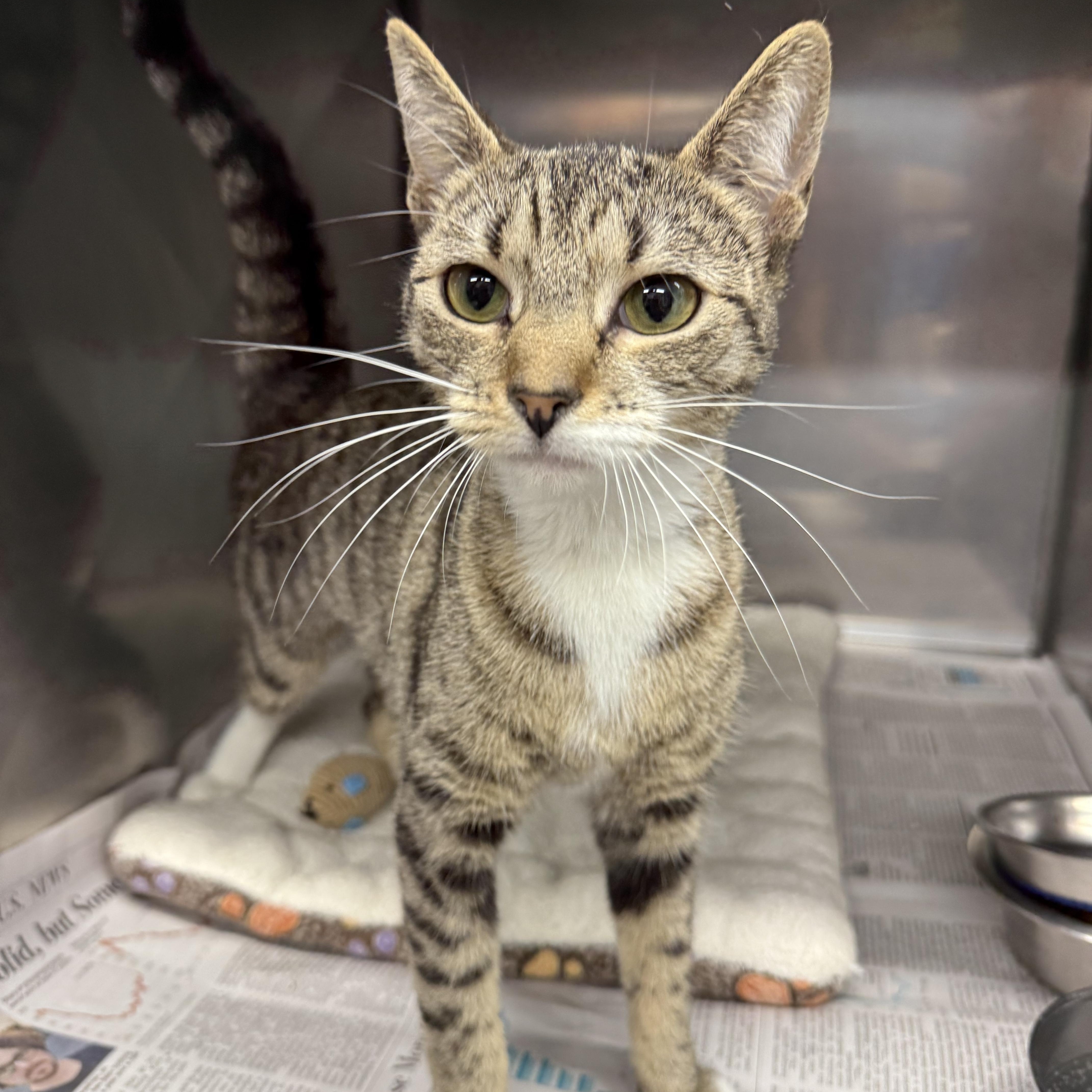 Gumdrop, ADOPTABLE, Kitten Female Domestic Short Hair.