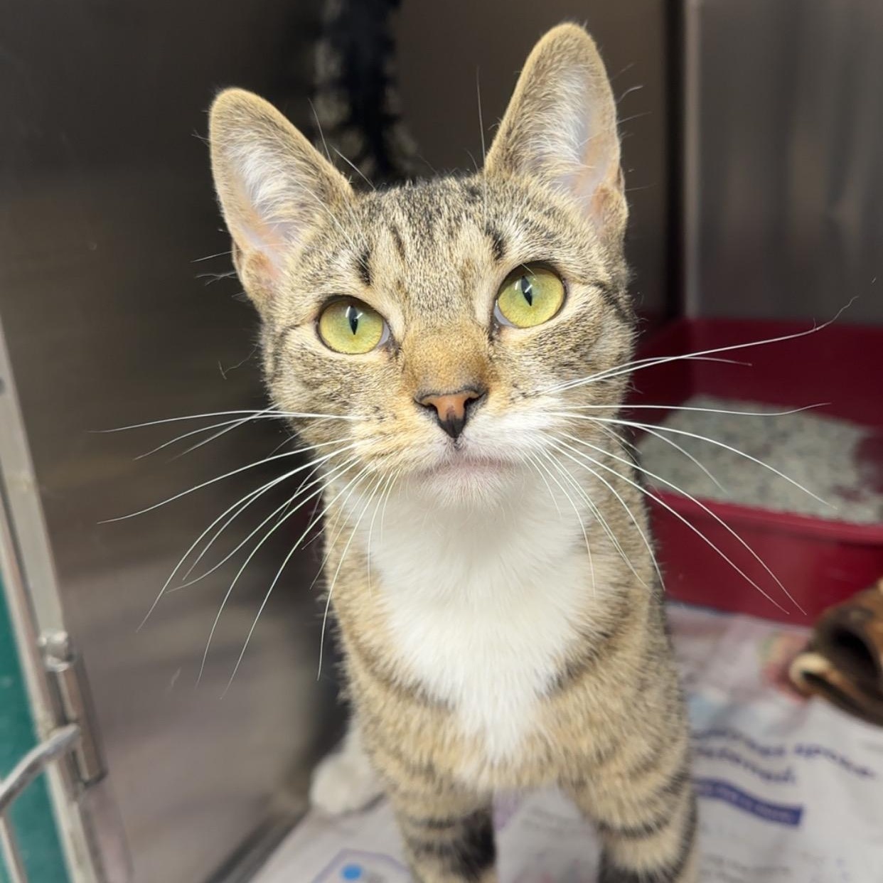 Gumdrop, a ADOPTABLE Domestic Short Hair in Exeter, RI image 2/2
