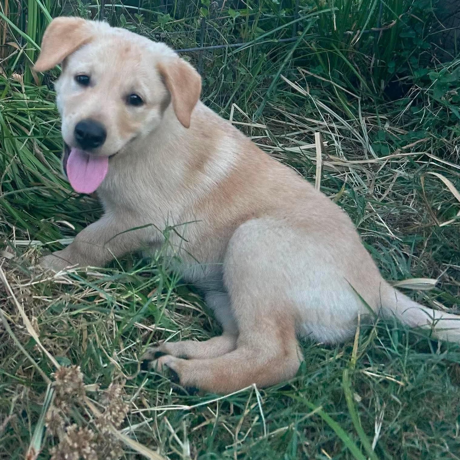 Enlarge Blondie, a Adopted mixed breed in Rochester, NY image 1/6