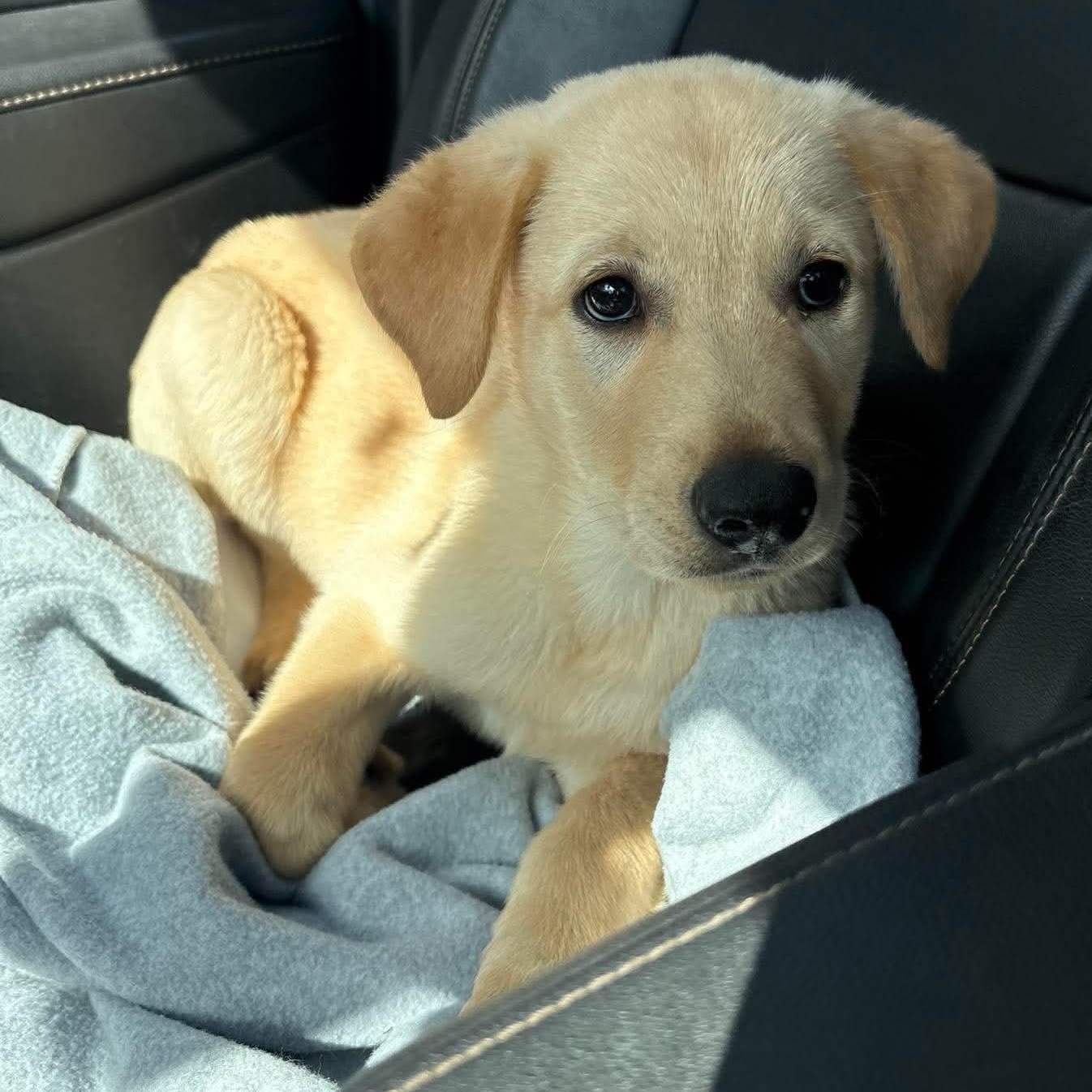 Enlarge Blondie, a Adopted mixed breed in Rochester, NY image 2/6