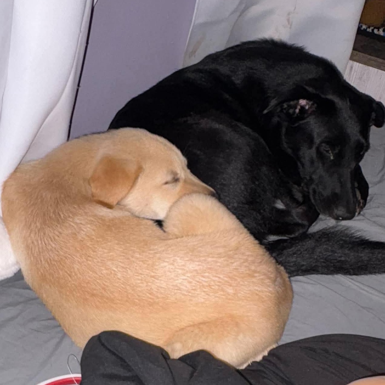 Enlarge Blondie, a Adopted mixed breed in Rochester, NY image 4/6