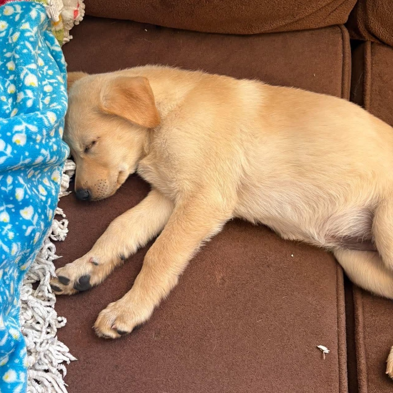 Enlarge Blondie, a Adopted mixed breed in Rochester, NY image 6/6