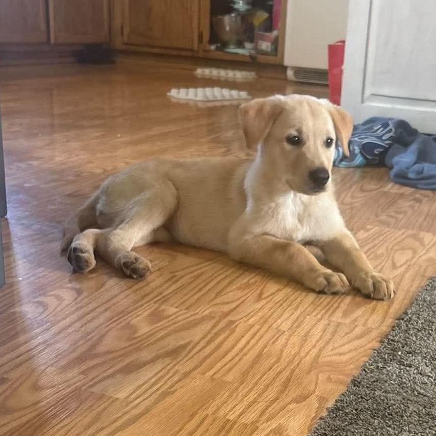 Enlarge Blondie, a Adopted mixed breed in Rochester, NY image 5/6