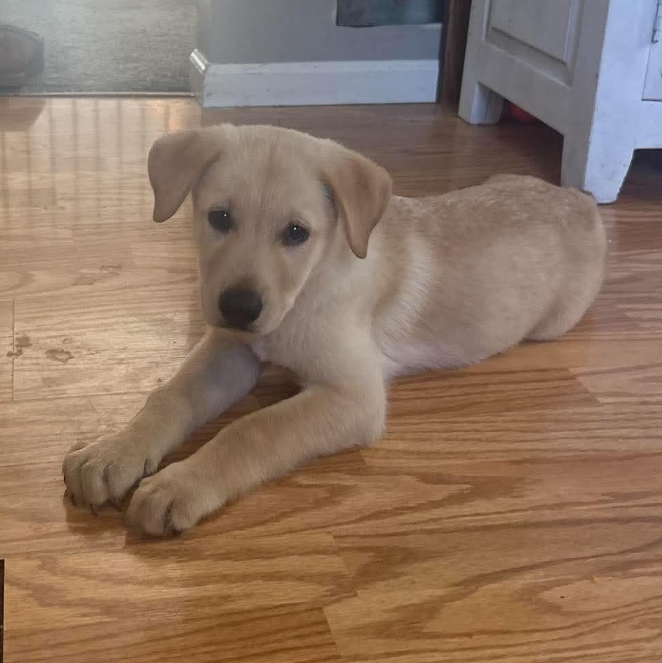 Enlarge Blondie, a Adopted mixed breed in Rochester, NY image 3/6
