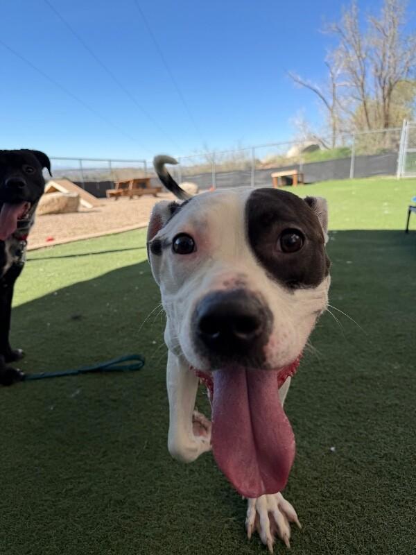 Voyage, Adoptable, Adult Female Pit Bull Terrier.