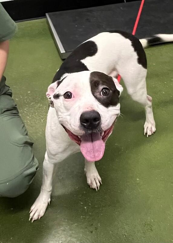 Enlarge Voyage, a Adoptable Pit Bull Terrier in Fruit Heights, UT image 2/6