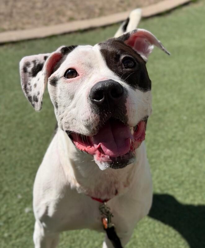 Enlarge Voyage, a Adoptable Pit Bull Terrier in Fruit Heights, UT image 3/6