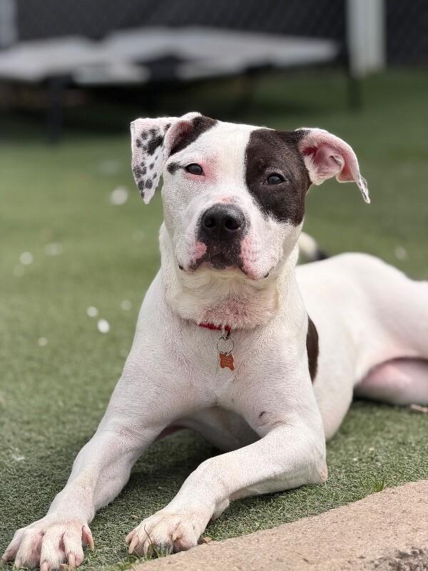 Enlarge Voyage, a Adoptable Pit Bull Terrier in Fruit Heights, UT image 4/6
