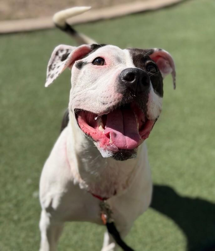 Enlarge Voyage, a Adoptable Pit Bull Terrier in Fruit Heights, UT image 5/6