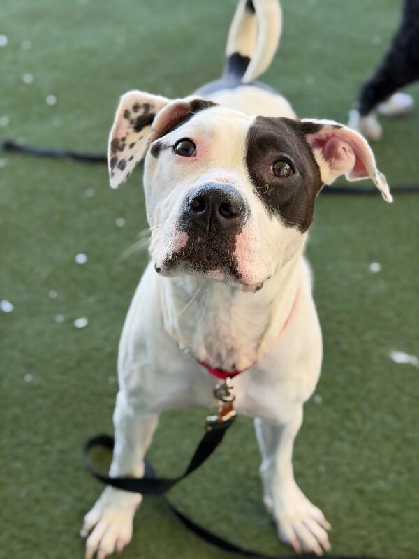 Enlarge Voyage, a Adoptable Pit Bull Terrier in Fruit Heights, UT image 6/6