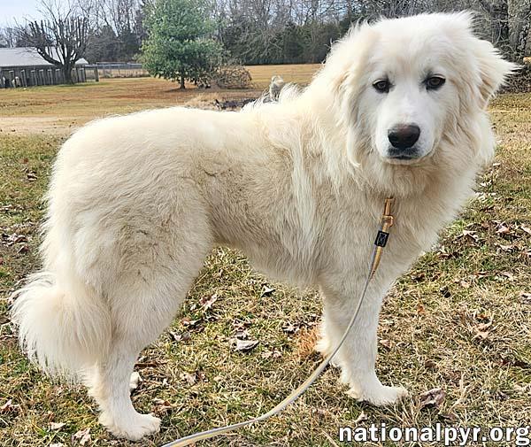 Kami in KY - Sweet & Playful!