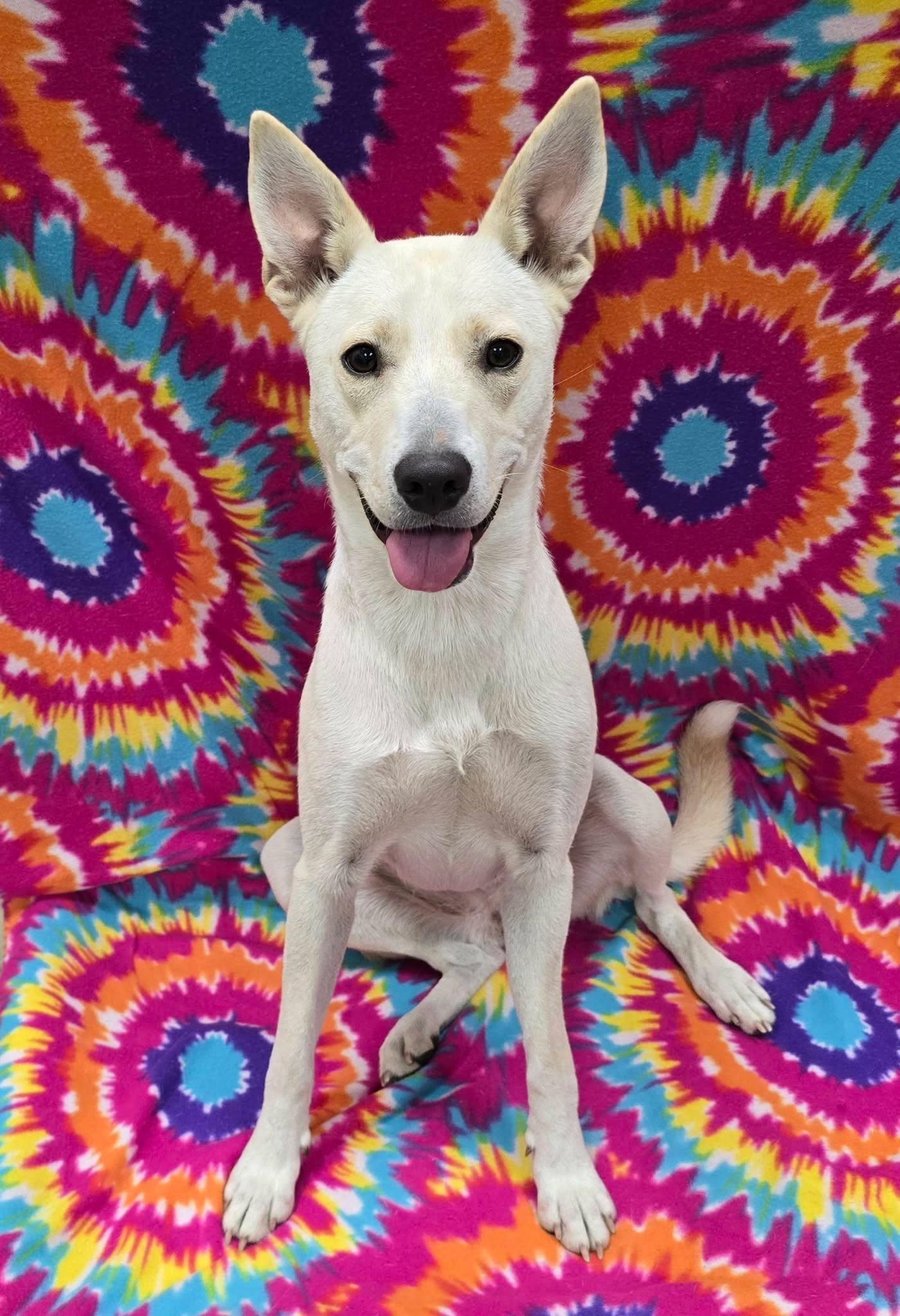 Enlarge Stormi, a Adoptable Mixed Breed in Frankfort, IN image 3/5