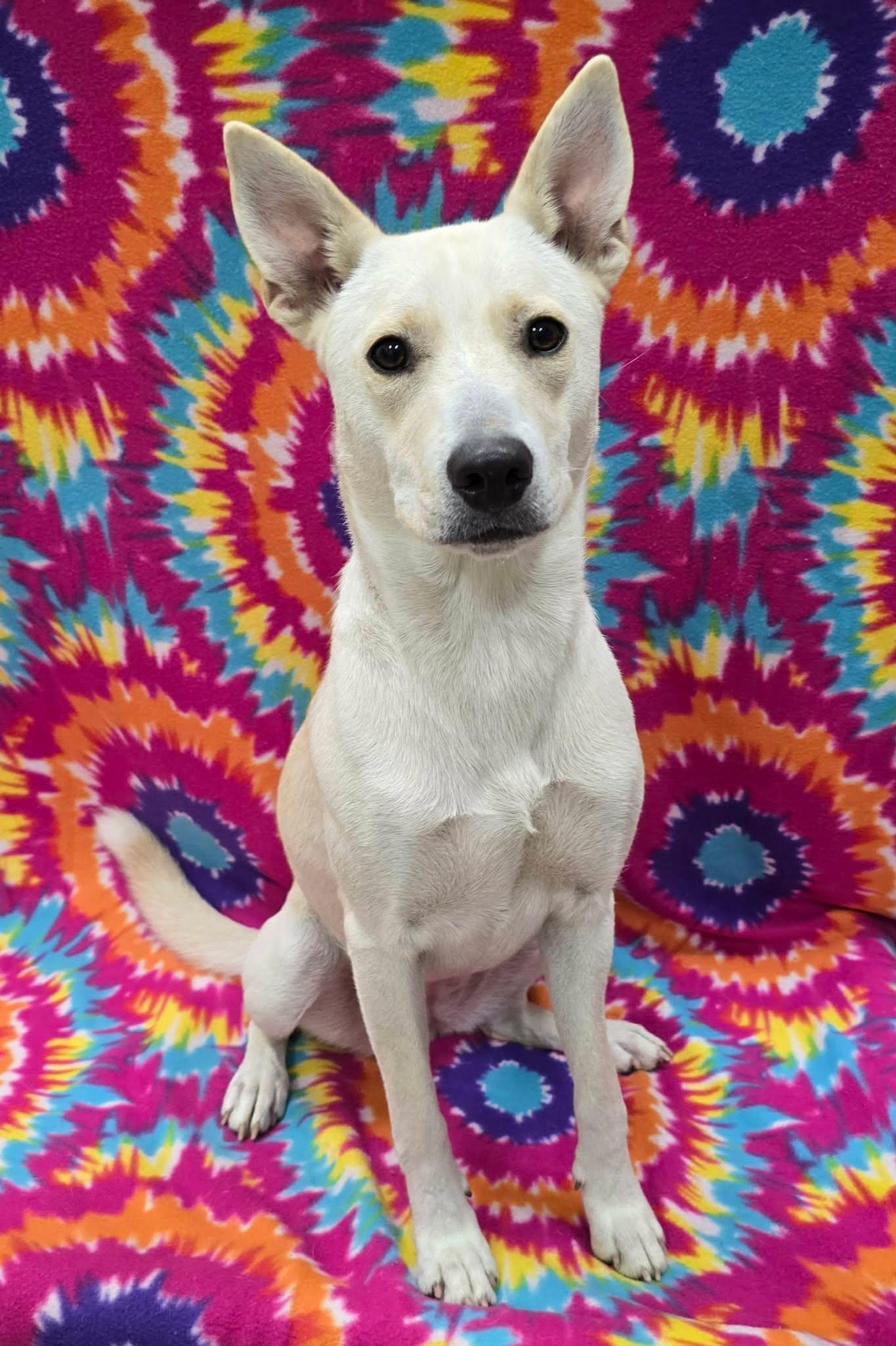 Enlarge Stormi, a Adoptable Mixed Breed in Frankfort, IN image 5/5