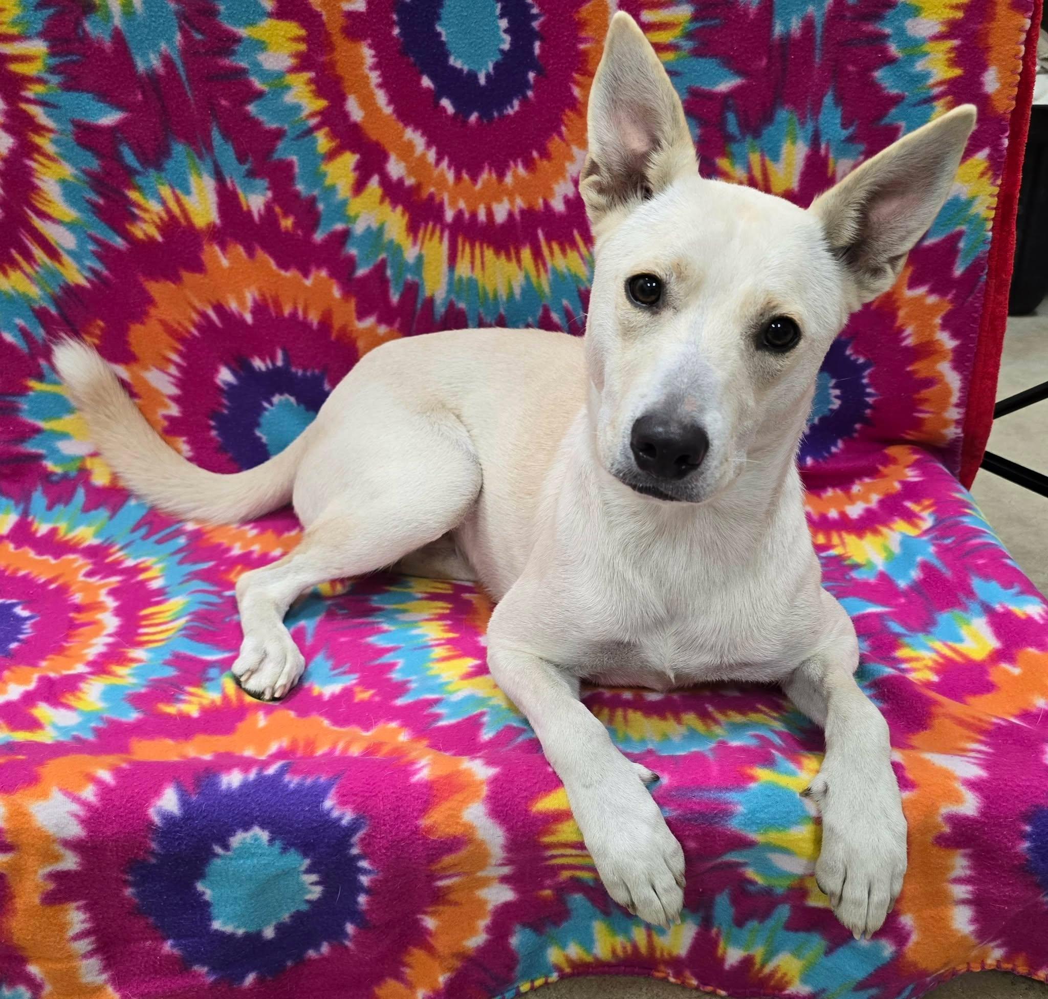 Enlarge Stormi, a Adoptable Mixed Breed in Frankfort, IN image 2/5