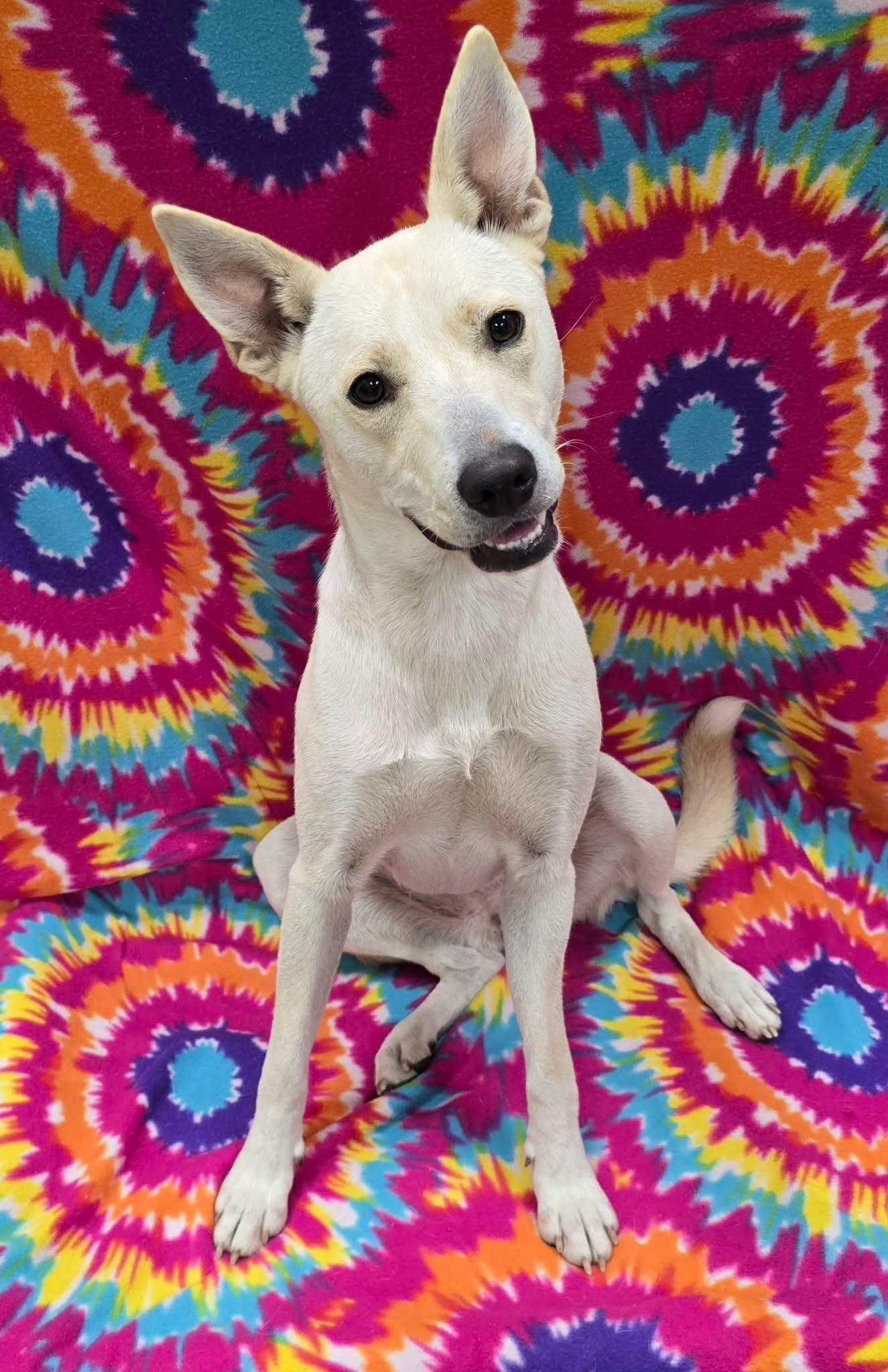 Enlarge Stormi, a Adoptable Mixed Breed in Frankfort, IN image 4/5